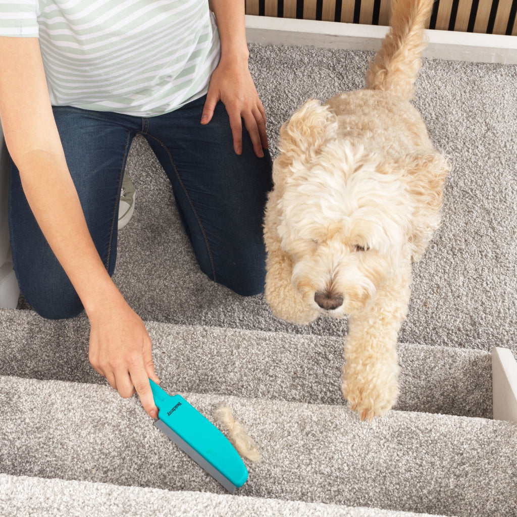 Transform Your Cleaning Routine with the Beldray Antibac Pet Plus Cleaning Blade & Washable Lint Roller Set