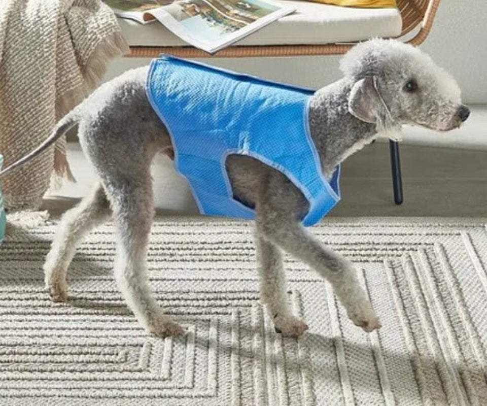 CRUFTS Summer Pet Cooling Gel Mat - Keep Your Dogs & Cats Comfortable with Stylish Vests & Collars